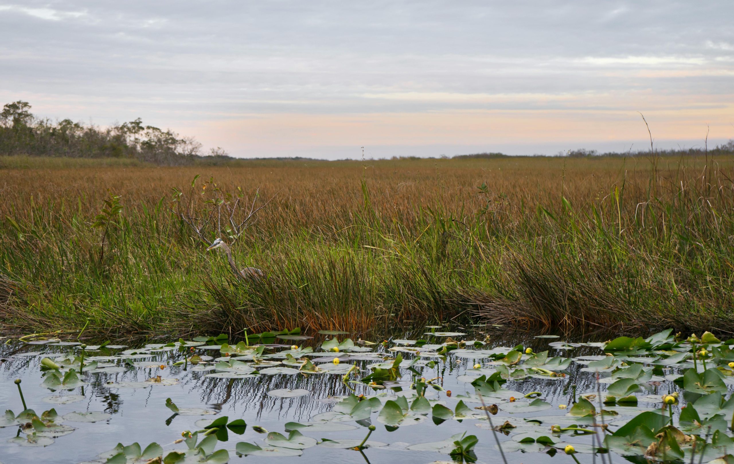 Serene marsh landscape with water lilies and a heron at sunset in Florida's wetlands.
